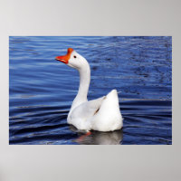 white goose swimming on blue water photo
