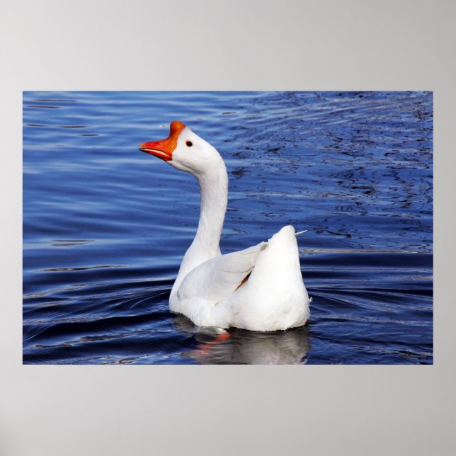 white goose swimming on blue water photo poster (Front)