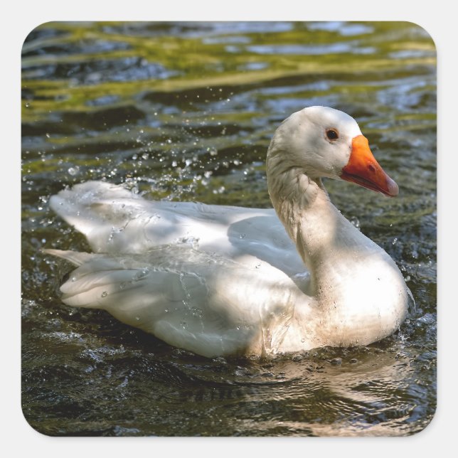 White goose swimming on water square sticker (Front)