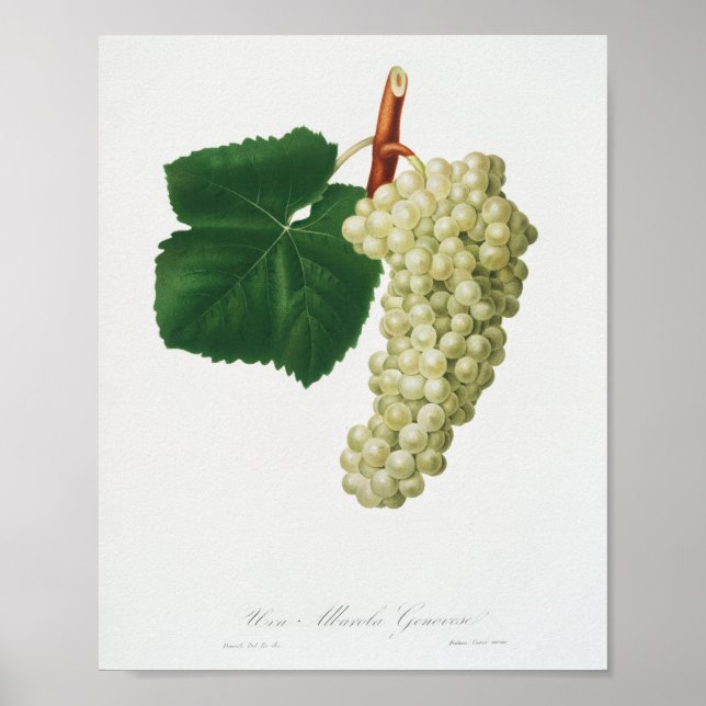 White Grape (Vitis vinifera genuensis)  Poster (Front)