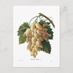 White grapes postcard