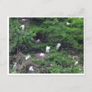 White Great Egret Nesting Postcard