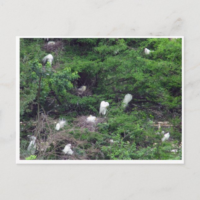 White Great Egret Nesting  Postcard (Front)