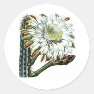 White Green Flowering Cactus Desert Plant Classic Round Sticker