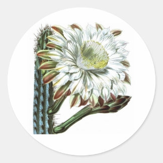 White Green Flowering Cactus Desert Plant Classic Round Sticker