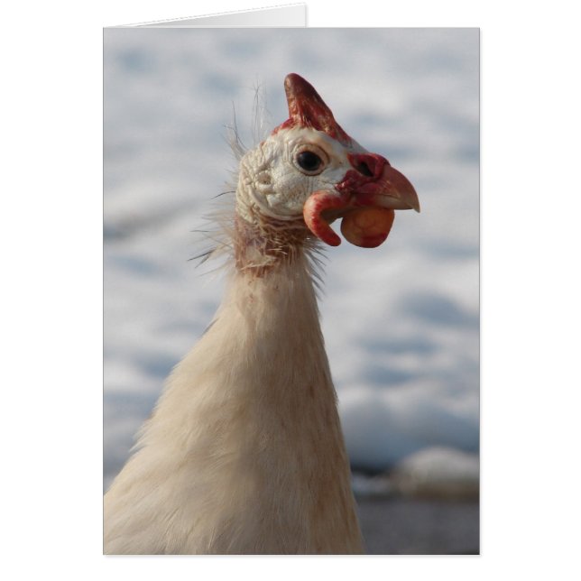 White Guinea Fowl (Front)