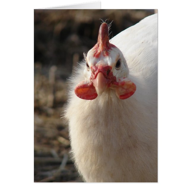 White Guinea Fowl (Front)