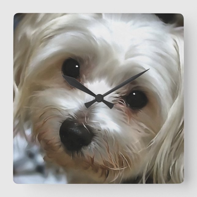 White Haired Street Dog Portrait Square Wall Clock (Front)