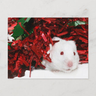 White hamster Christmas Holiday Postcard