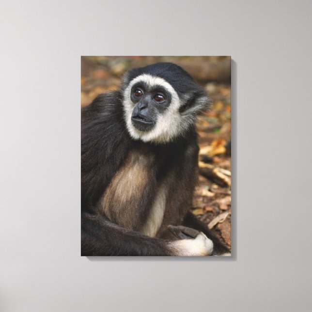White-Handed Gibbon (Hylobates Lar), Monkeyland Canvas Print (Front)