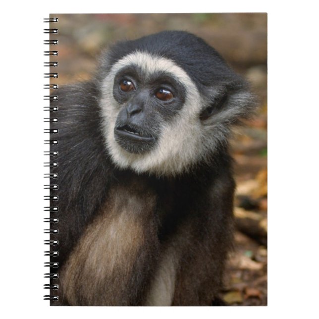 White-Handed Gibbon (Hylobates Lar), Monkeyland Notebook (Front)