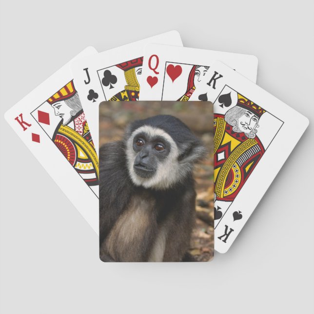White-Handed Gibbon (Hylobates Lar), Monkeyland Playing Cards (Back)