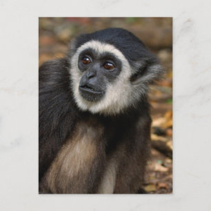 White-Handed Gibbon (Hylobates Lar), Monkeyland Postcard