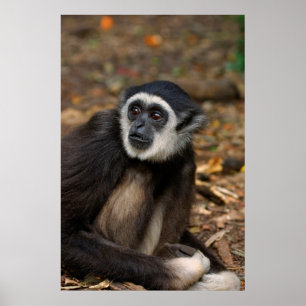 White-Handed Gibbon (Hylobates Lar), Monkeyland Poster