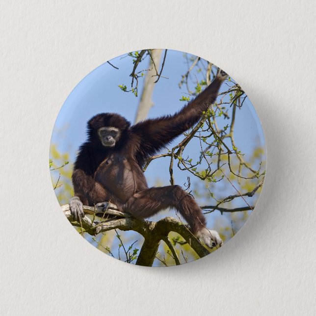 White-handed gibbon in tree 6 cm round badge (Front)