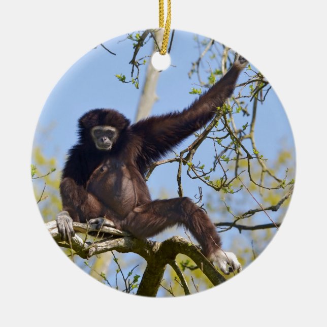White-handed gibbon in tree ceramic tree decoration (Front)