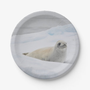 White Harbour Seal Snow Photo Paper Plate