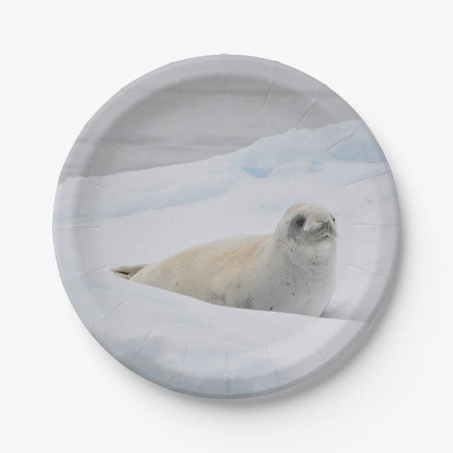 White Harbour Seal Snow Photo Paper Plate (Front)