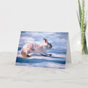 White Hare Holiday Card