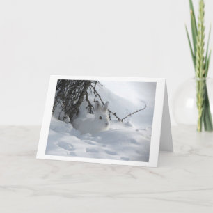 WHITE HARE IN SNOW HOLIDAY CARD