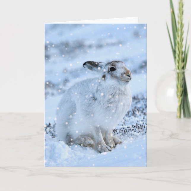 White hare in the snow card (Front)