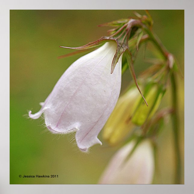 White Harebell Poster (Front)
