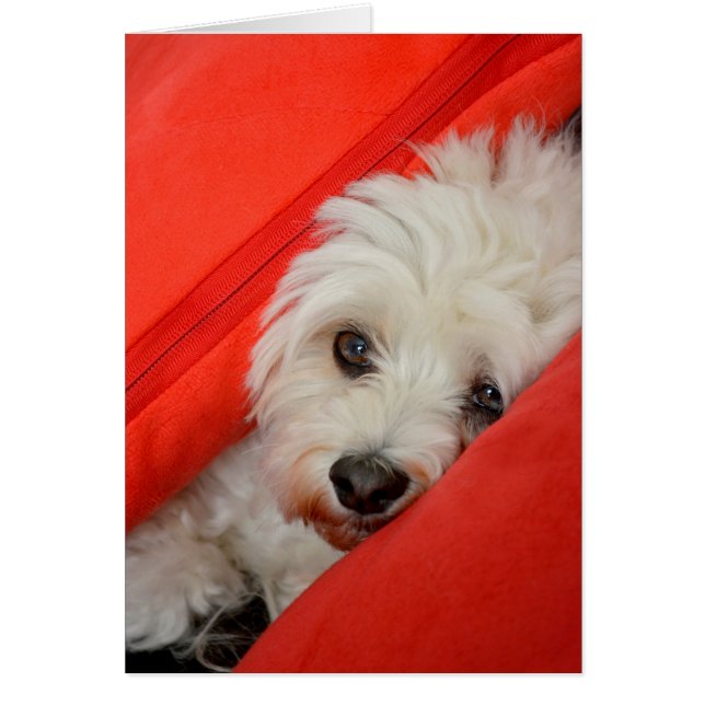 white Havan dog is on orange cushions (Front)