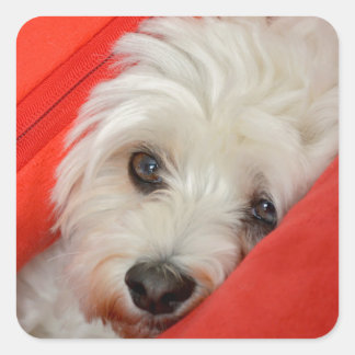 white Havan dog is on orange cushions Square Sticker