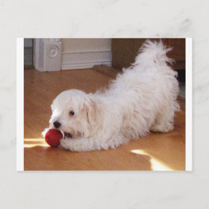 White Havanese Puppy Playing with Red Ball Postcard