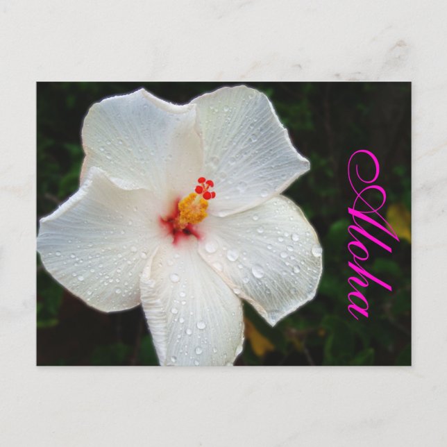White Hawaii Hibiscus Postcard (Front)