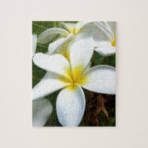 White Hawaii Plumeria Flower