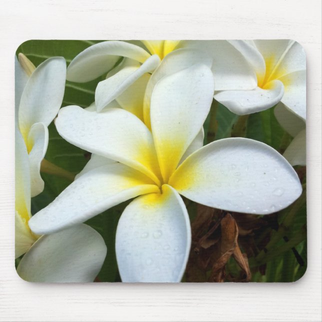 White Hawaii Plumeria Flower Mouse Mat (Front)