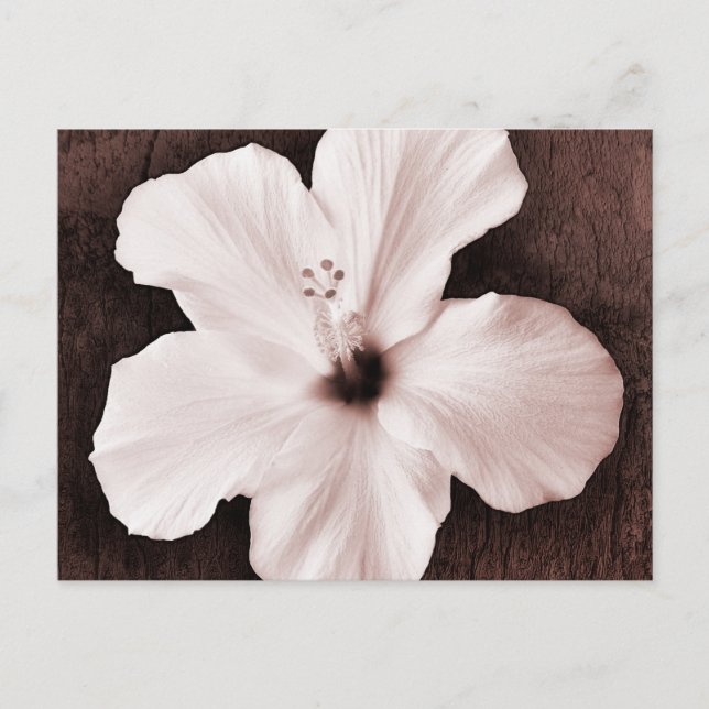 White Hawaiian Hibiscus Sepia Tropical Flower Postcard (Front)