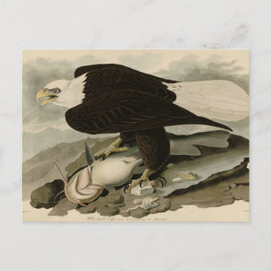 White-headed (Bald Eagle) Audubon Birds of America Postcard
