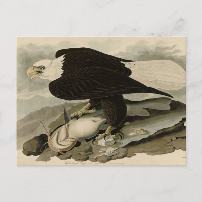 White-headed (Bald Eagle) Audubon Birds of America Postcard (Front)
