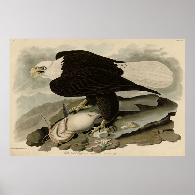 White-headed (Bald Eagle) Audubon Birds of America Poster (Front)