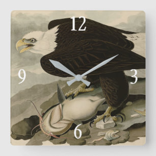 White-headed (Bald Eagle) Audubon Birds of America Square Wall Clock