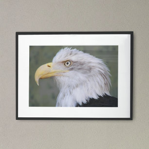White Headed Bald Eagle Photographic Poster