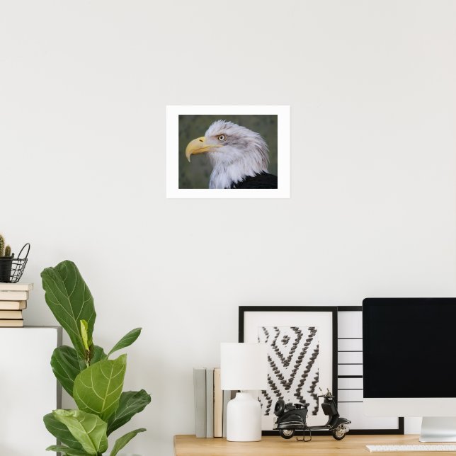 White Headed Bald Eagle Poster (Home Office)