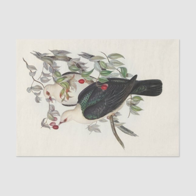 White-headed Fruit Pigeon, Decoupage Tissue Paper (Front)