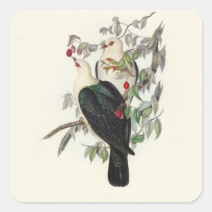 White-headed Fruit Pigeon,  Square Sticker