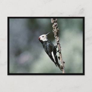 White-headed woodpecker postcard