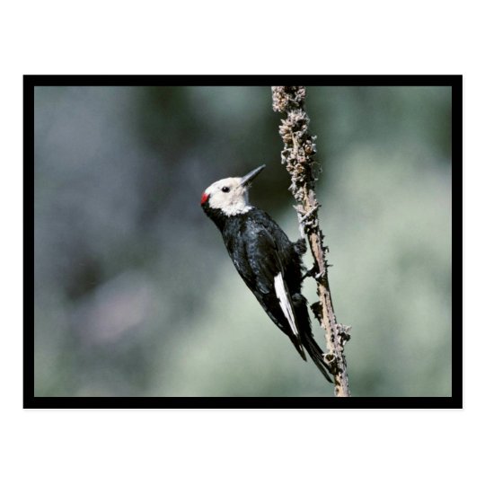 White-headed woodpecker postcard