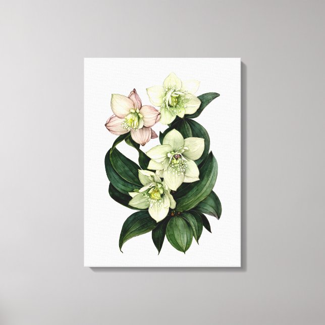 White hellebore botanical watercolor canvas art (Front)