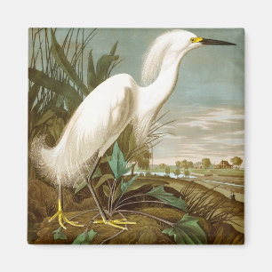 White Heron by John James Audubon Magnet