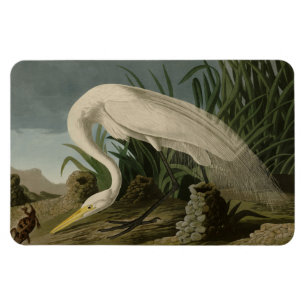 White Heron, Great Egret, Audubon Birds of America Magnet