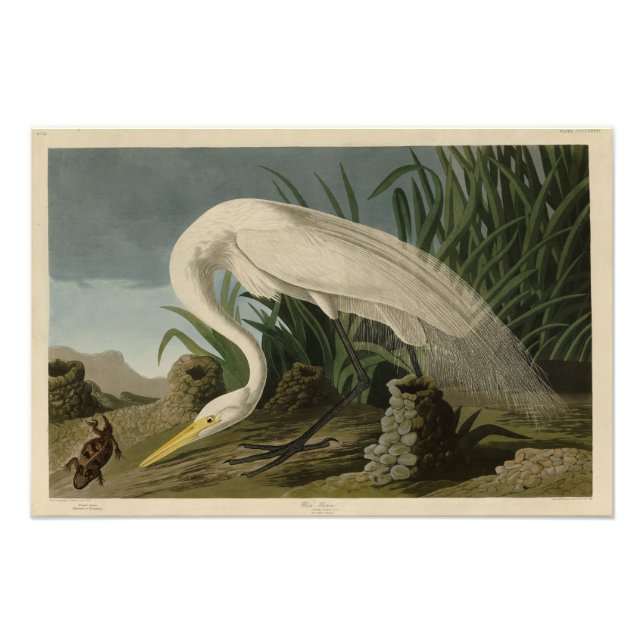 White Heron, Great Egret, Audubon Birds of America Photo Print (Front)