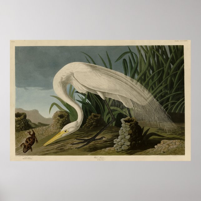 White Heron, Great Egret, Audubon Birds of America Poster (Front)