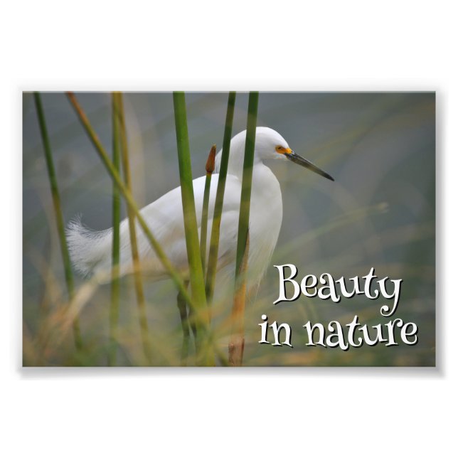 White heron photo print (Front)