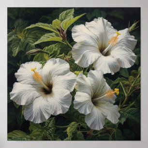 White Hibiscus Flower Art Print Poster